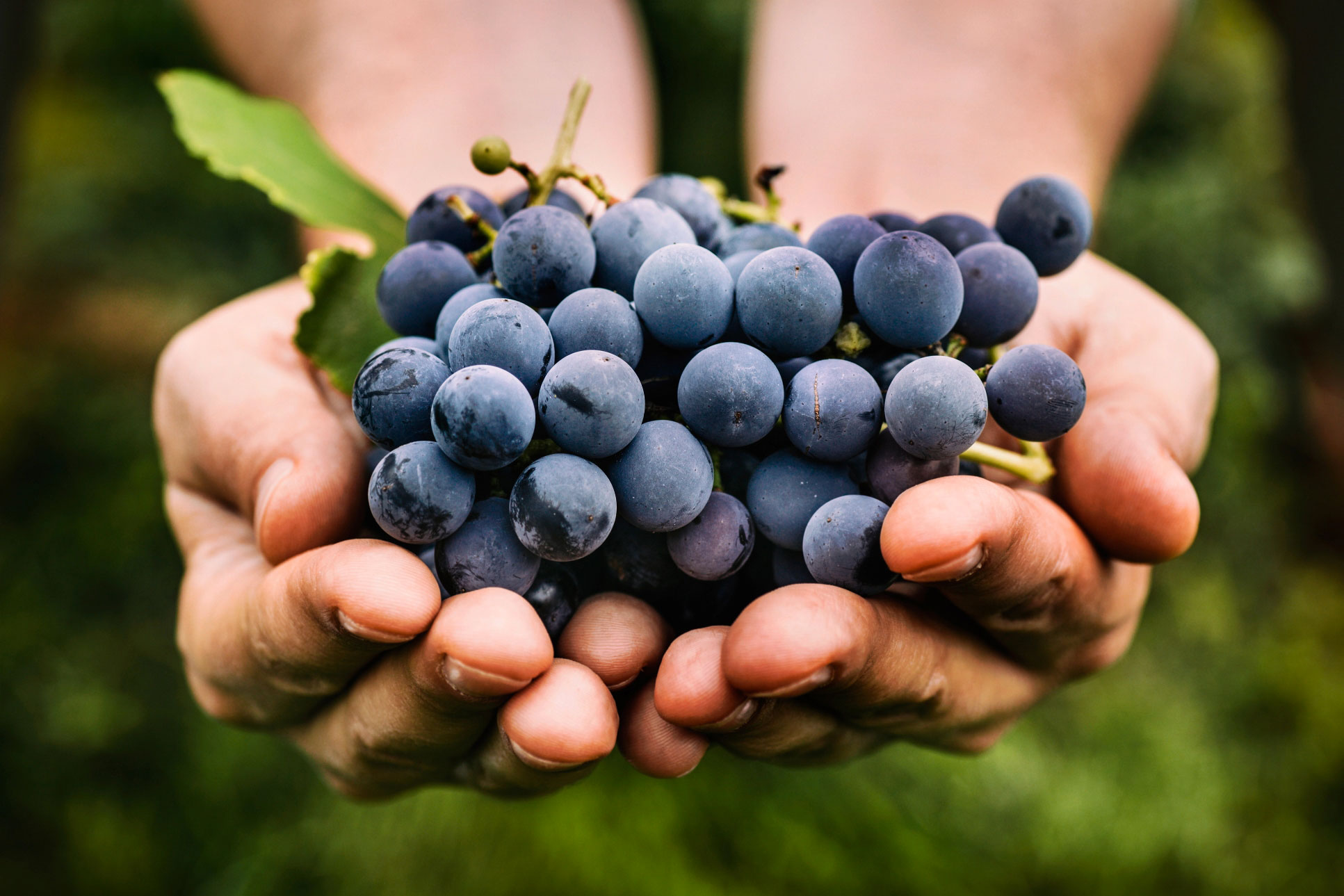 uva-terroir